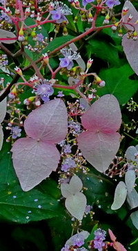 Cardiandra × agricola  'Crûg’s Pink'